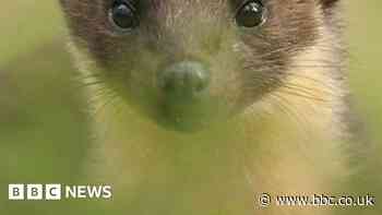 Pine marten babies born on Exmoor for first time in 100 years