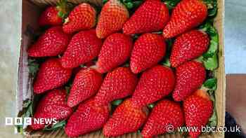 India wants to join the strawberry superpowers