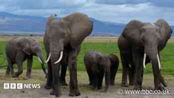 Cyanide in tomato pesticide killed 15 elephants, Kenyan officials suspect