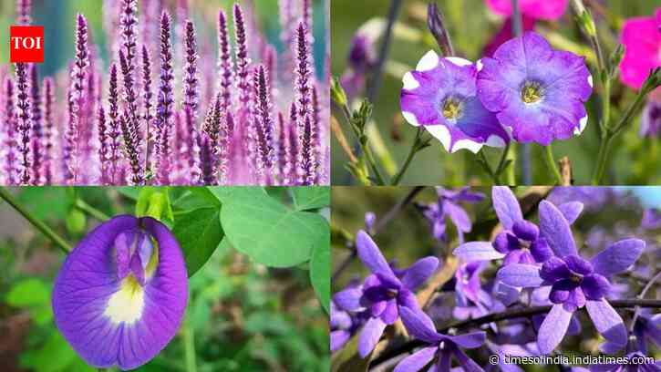 5 Plants with purple flowers to bring royal colour to your garden