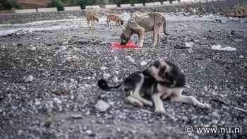 Bijna 3 miljoen Turkse honden 'verdwenen' na invoering dierenbeschermingswet