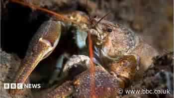 Endangered crayfish offered recovery lifeline