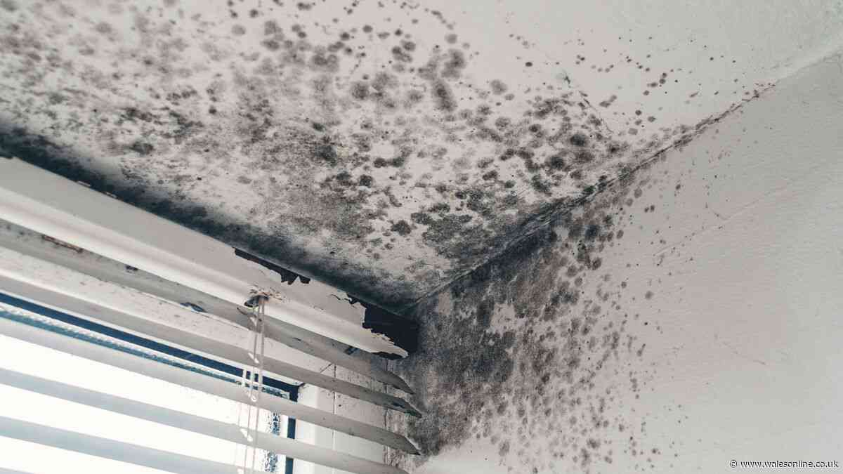 Black mould and regular mould differences explained — one has serious health risk