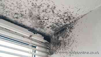 Black mould and regular mould differences explained — one has serious health risk