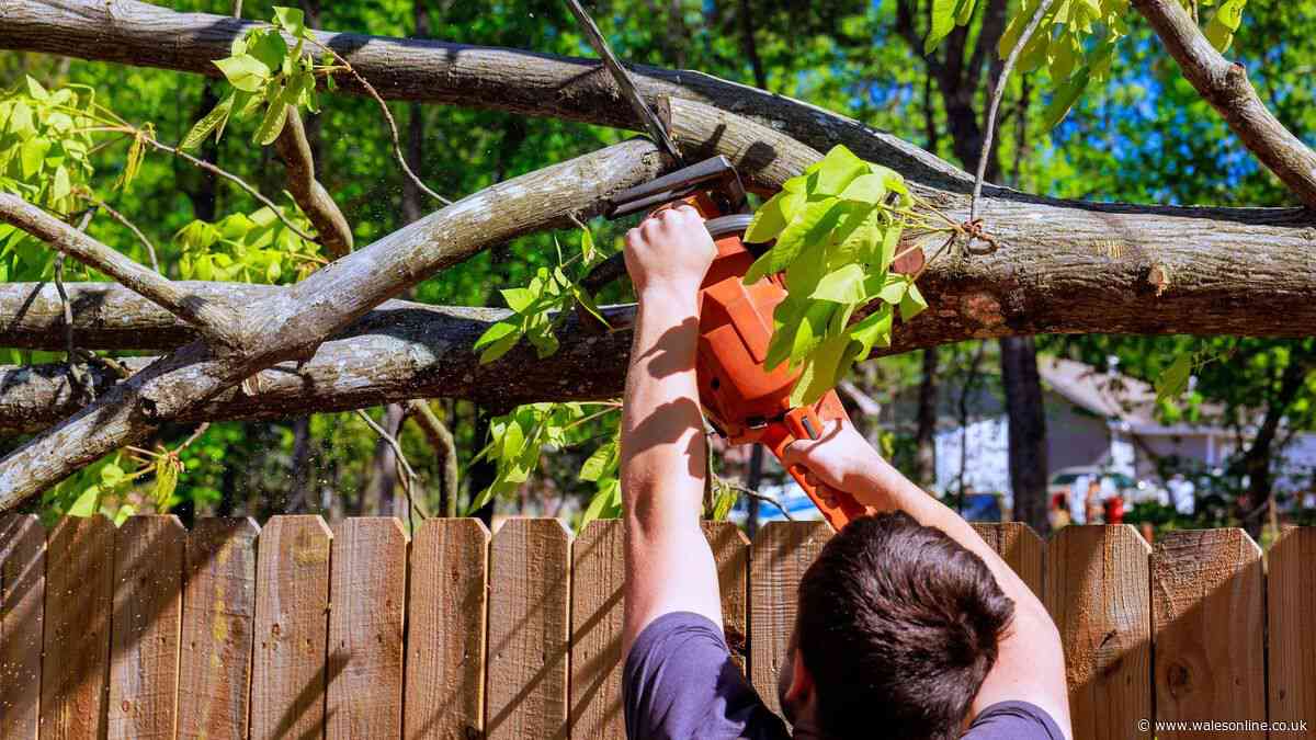 Only action you can take if neighbour's tree or hedge is overhanging on your property
