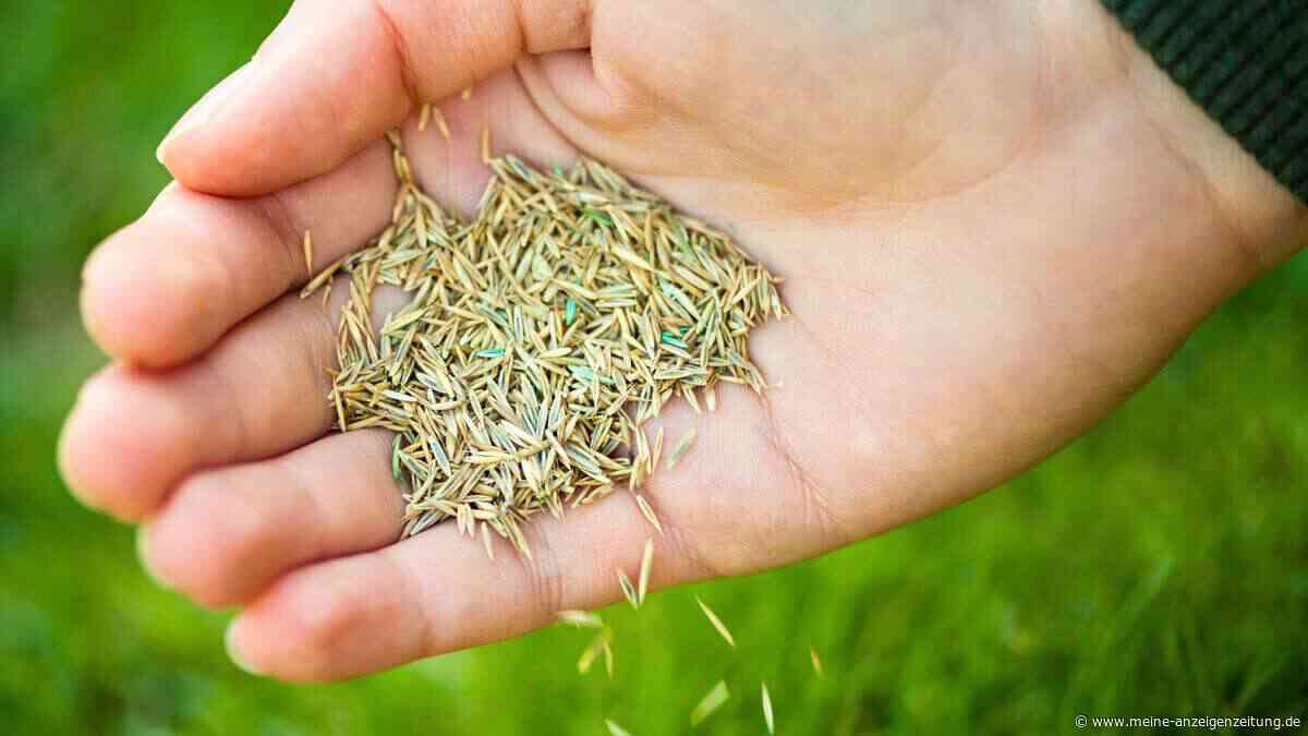 Vergessen Sie Fertigmischungen für den Rasen: So mischen Sie die perfekten Gräser für jeden Standort