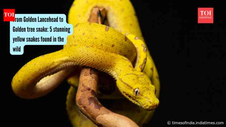 From Golden Lancehead to Golden tree snake: 5 stunning yellow snakes found in the wild