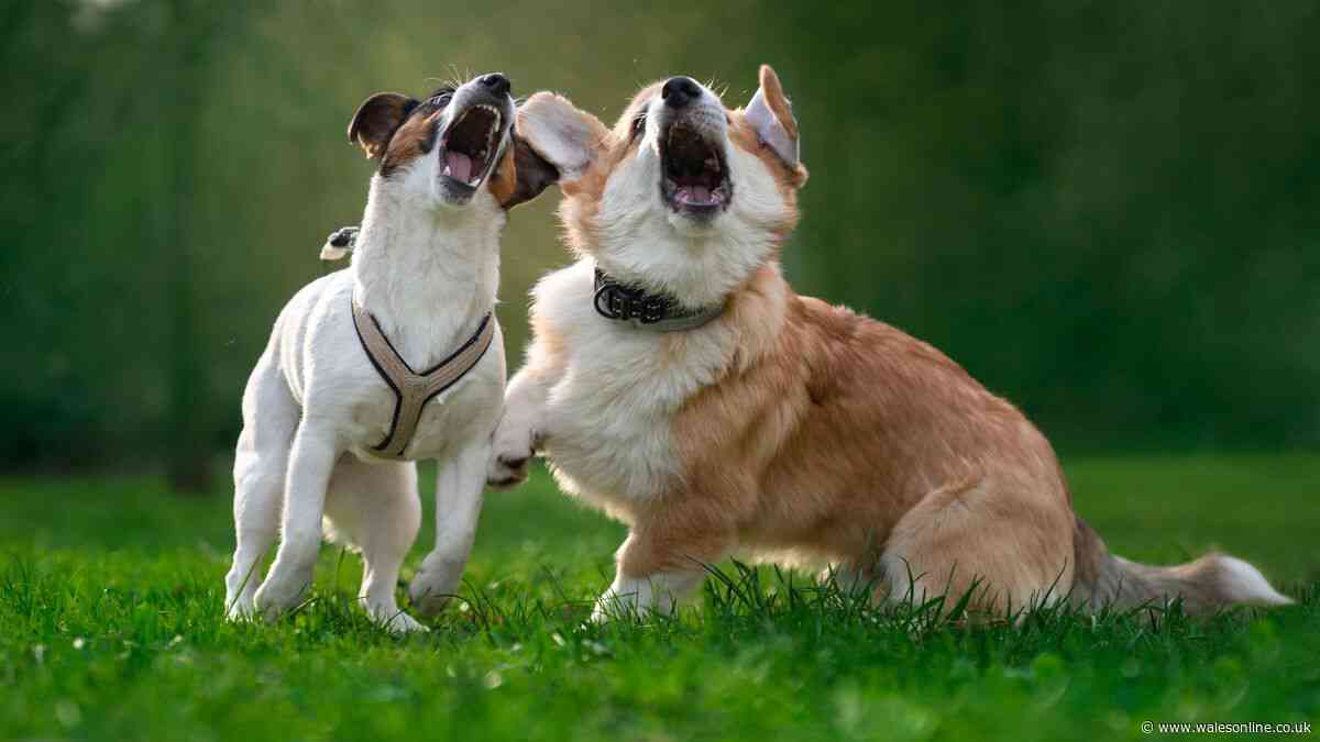 What are legal rights when neighbour's dog barks all day and night