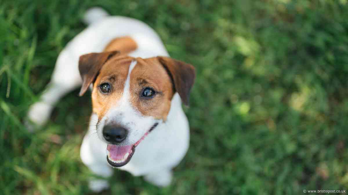 Legal rights explained when the neighbour's dog keeps barking all day and night