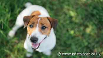 Legal rights explained when the neighbour's dog keeps barking all day and night
