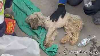Miracle dog found alive after spending 29 days trapped under earthquake rubble