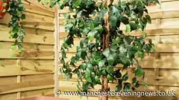 Gardeners can get 'durable and weather-resistant' plant pots for free at Argos this weekend