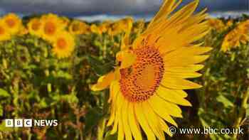 Your photos: Vibrant sunflowers add to colours of summer