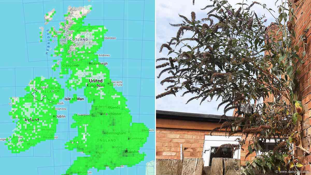 The new Japanese knotweed: Urgent warning over 'bombsite plant' that can force apart brickwork, chimneys and roofs