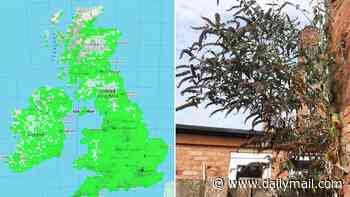 The new Japanese knotweed: Urgent warning over 'bombsite plant' that can force apart brickwork, chimneys and roofs