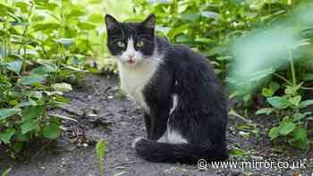 Man finds cat wandering around Alton Towers and is floored by how far he travelled
