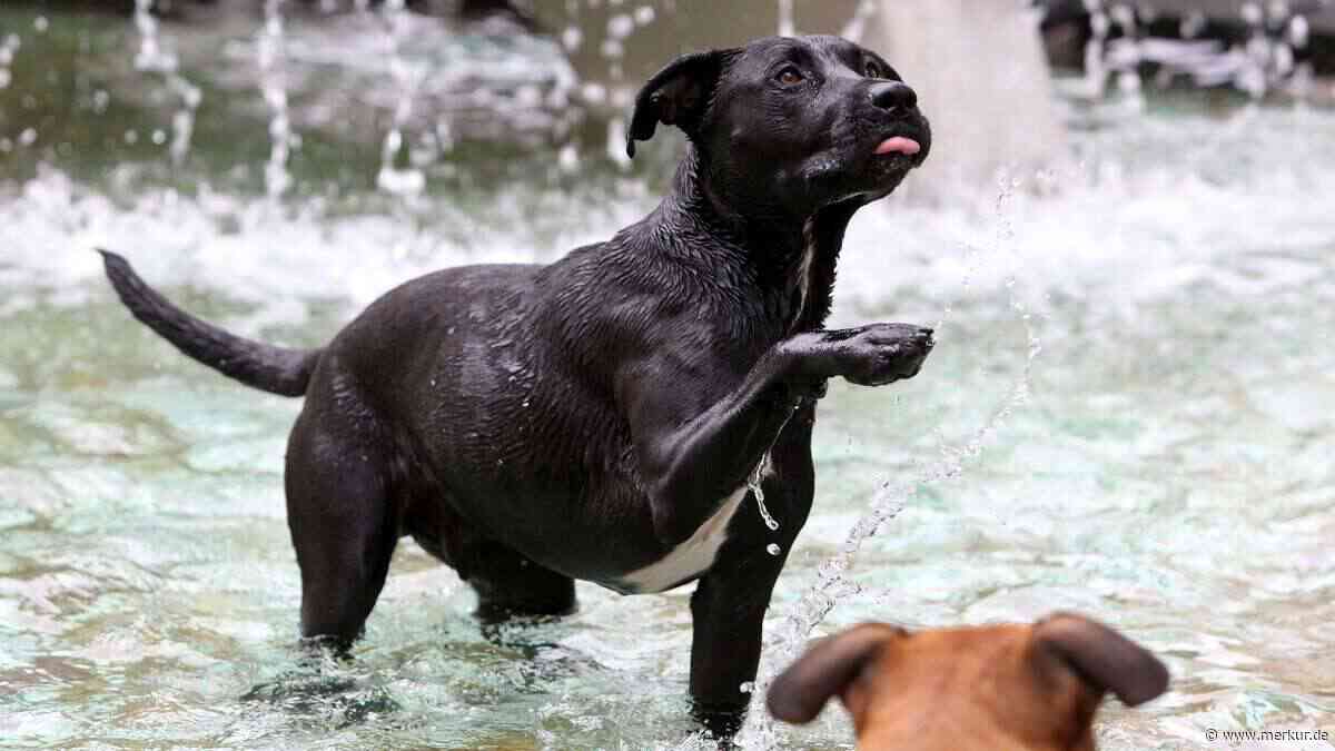 Hitze in der Stadt: Dürfen Hunde in öffentlichen Springbrunnen planschen?