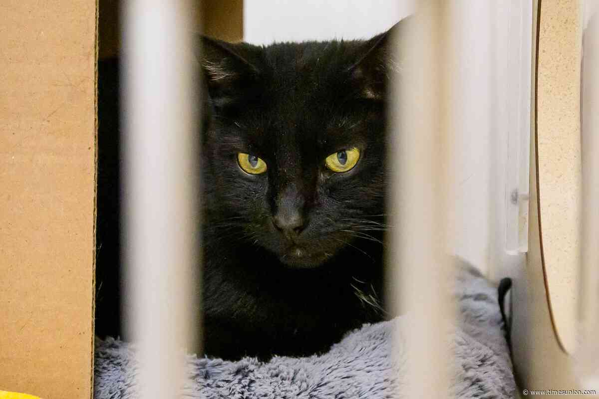 Former staffer criticizes management of Saratoga County Animal Shelter