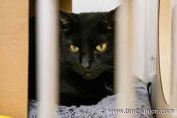 Former staffer criticizes management of Saratoga County Animal Shelter