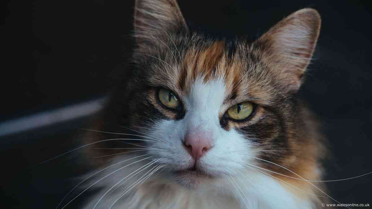 What are the legal rights when neighbour’s cat keeps sneaking into your house