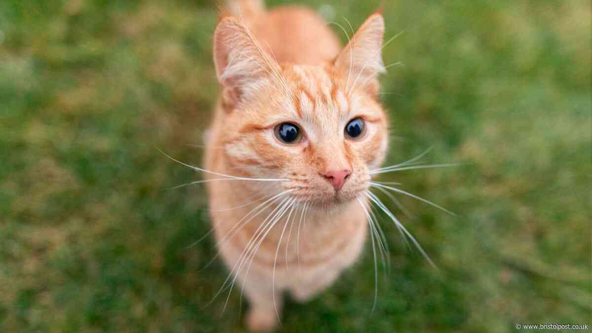 Legal rights explained when neighbour's cat keeps sneaking into your house