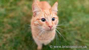 Legal rights explained when neighbour's cat keeps sneaking into your house