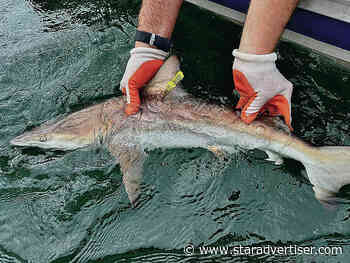 UH researchers discover blacktip shark ‘nursery’ in Hilo Bay