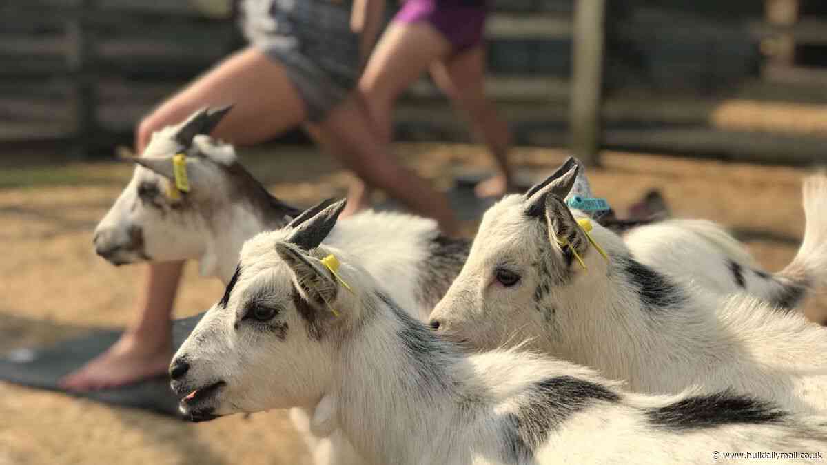 Goat yoga to bring cuddly fun to Hull charity's first Wellbeing Week