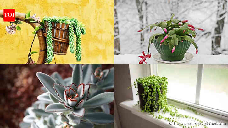5 Succulent plants perfect for small indoor gardens