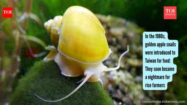 Snail Import Turns Into Pest: Taiwan’s golden apple snail plan backfires; rice fields pay