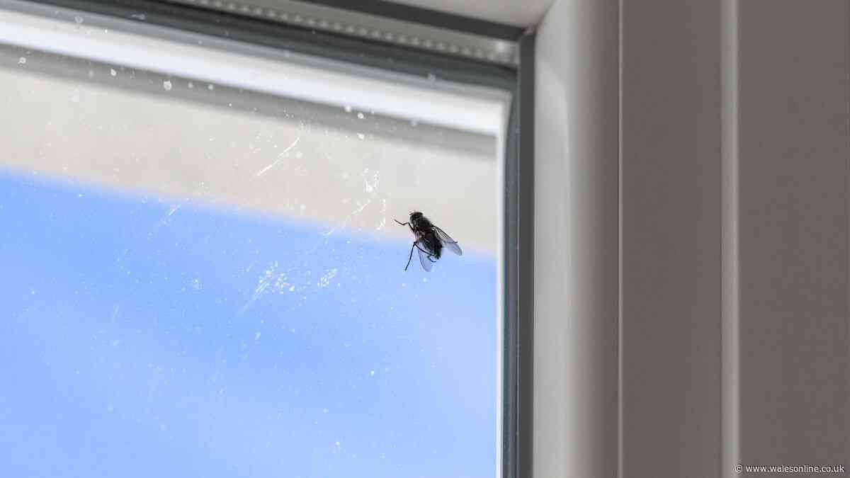 Flies will stay away from your home naturally with simple kitchen ingredient you already have