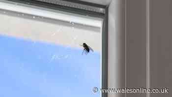 Flies will stay away from your home naturally with simple kitchen ingredient you already have