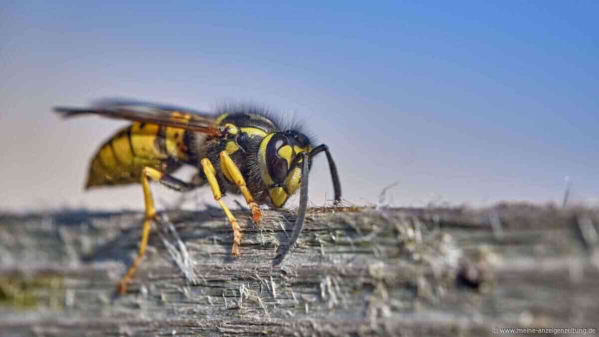 Fliegenplage kommt: Wetterextreme verderben Wespen den Sommer