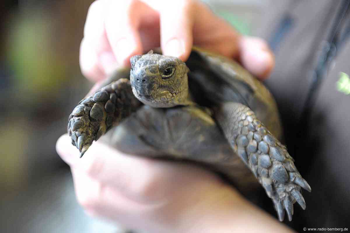 Schildkröte büxt aus und überquert Staatsstraße