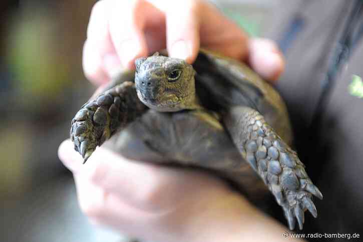 Schildkröte büxt aus und überquert Staatsstraße