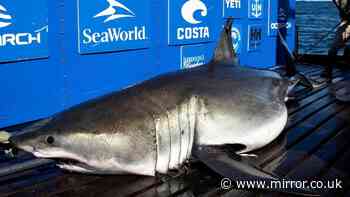 Great white shark weighing 100 STONE spotted off Florida tourist beach showing unusual behaviour