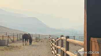 Horse havens and crop-saving water: how B.C. neighbours are helping each other this summer