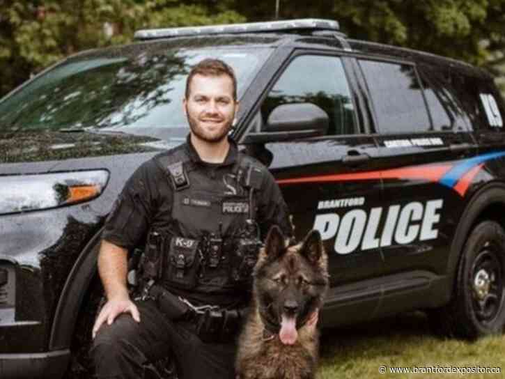 Police dog Mack catches man with knife