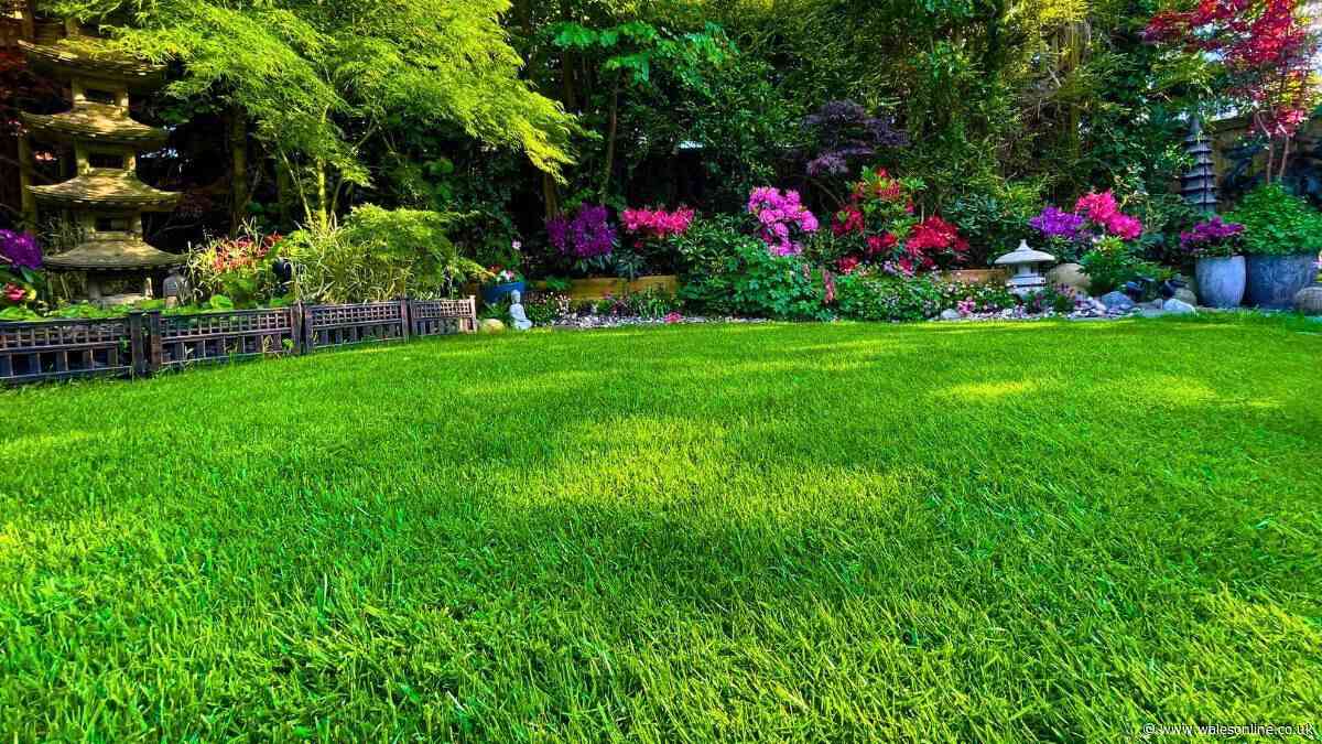 Lawns will look healthier and greener before August ends if you do 1 simple task now