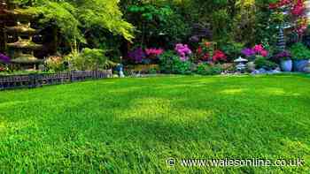 Lawns will look healthier and greener before August ends if you do 1 simple task now