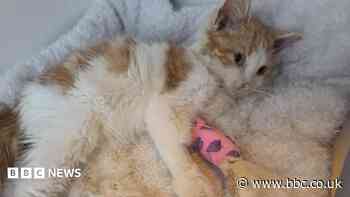 Kitten saved after blood donation from blind cat
