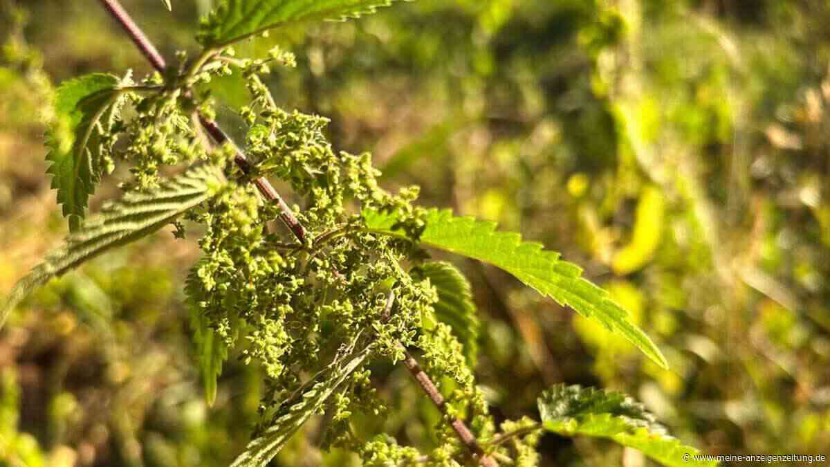 Superfood im Spätsommer: Holunderbeersaft und Brennnesselsamen