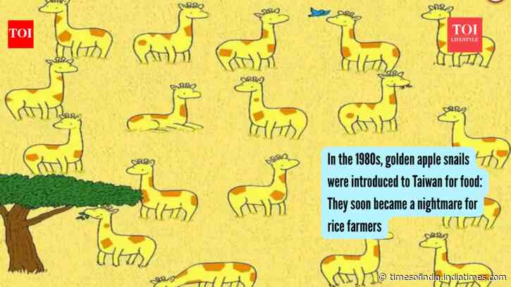 Brain teaser: Only sharp eyes can spot 1 out of 20 giraffes without a twin in 10 seconds in this safari landscape