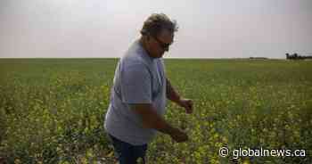 Saskatchewan senator, farmer Todd Lewis dies at 65