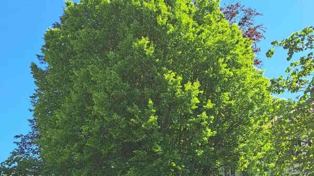 Starnberg beschließt Baumschutzverordnung: Ab 100 Zentimetern Umfang