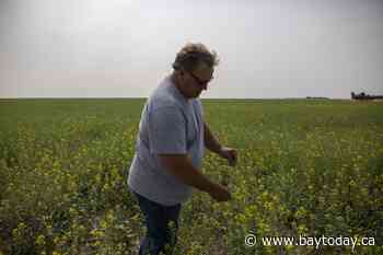 Saskatchewan senator, farmer Todd Lewis dies at age 65