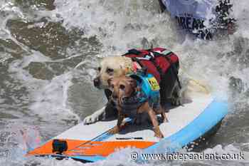 Surfing pups take a ride at the World Dog Surfing Championship in California