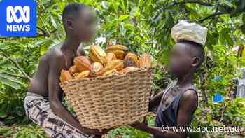 Child workers are the chocolate industry's 'dirty secret'