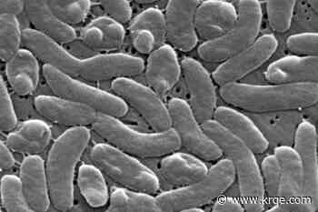 'Flesh-eating' bacteria death reported in Florida