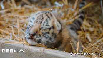 In Pictures: Cute cubs, Buck Moon and Stonehenge